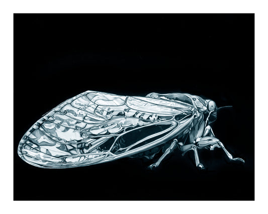 The Cicada Open Edition Print