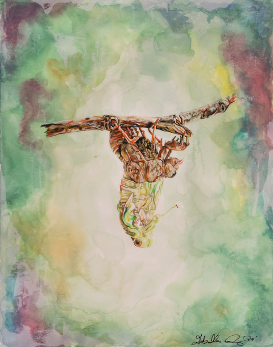 Metamorphosis Patience