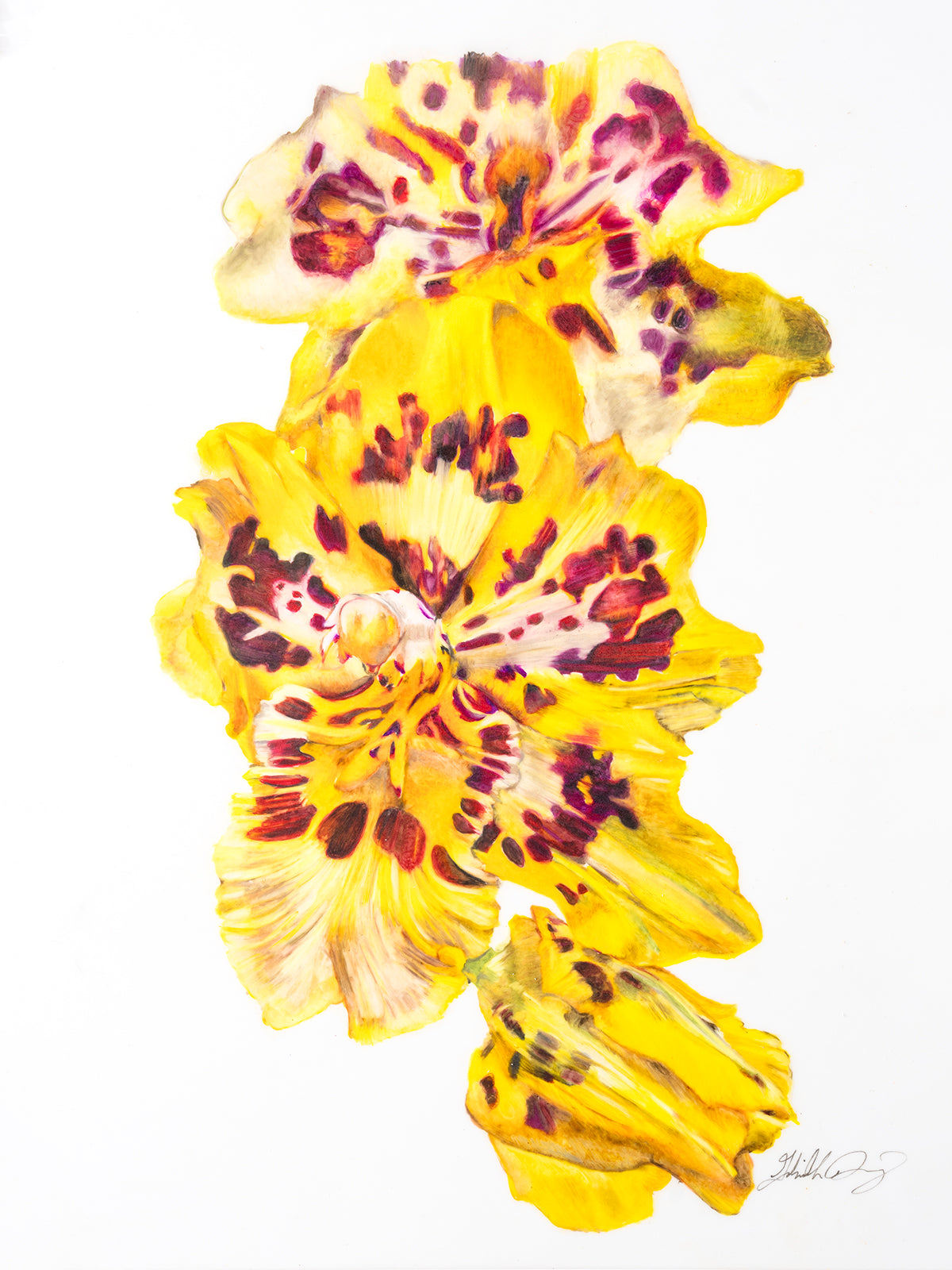 Oncidium Pacific Passage Peach Cobbler
