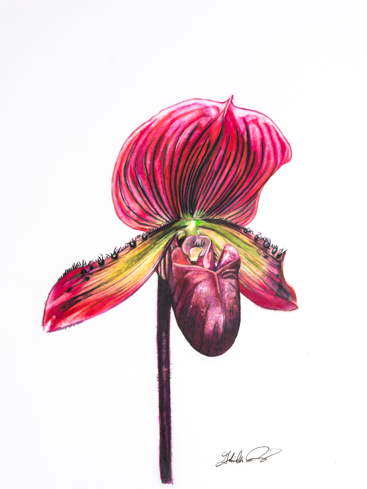 Paph. Hilo Ruby