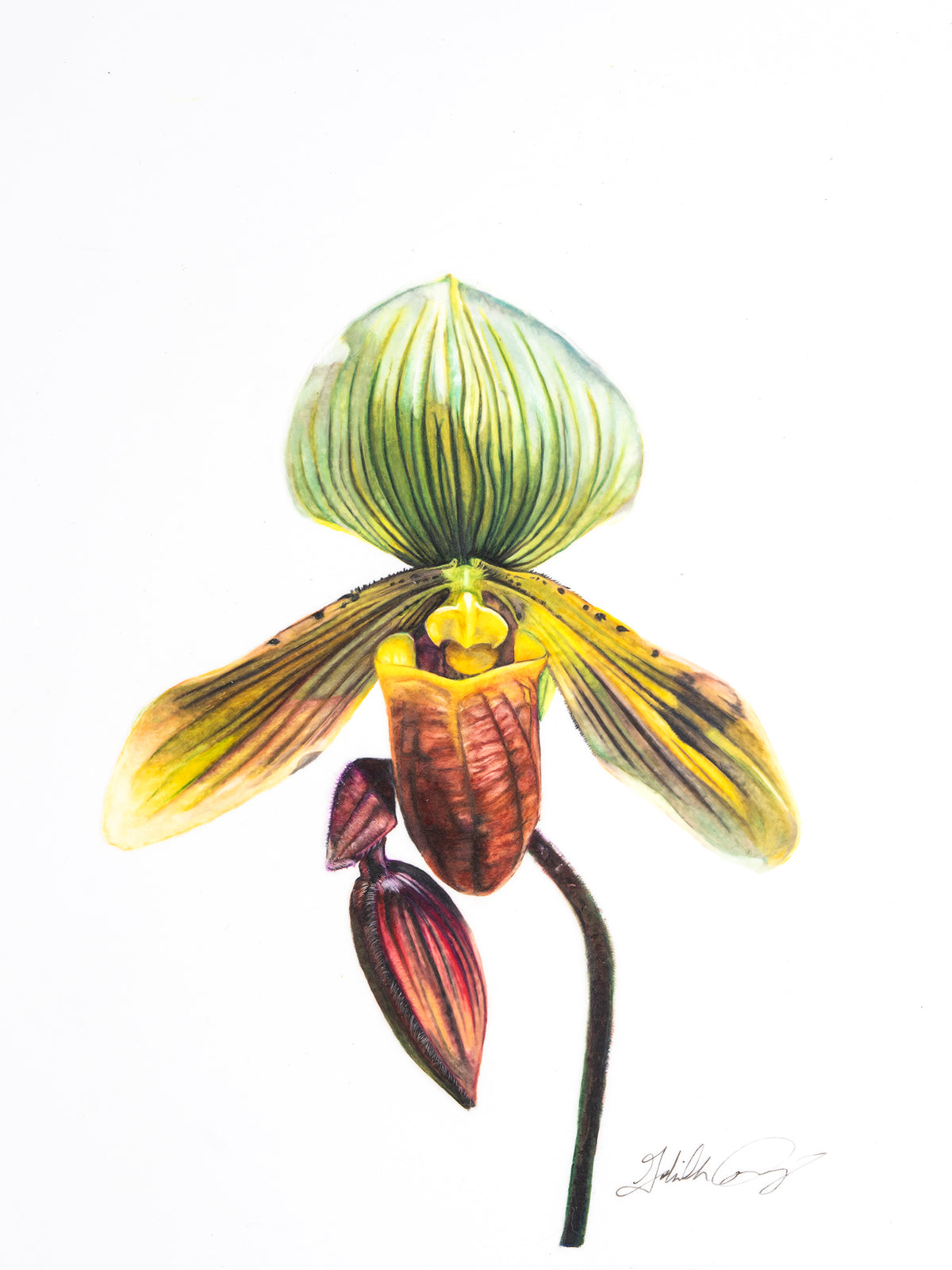 Paph. Venustum