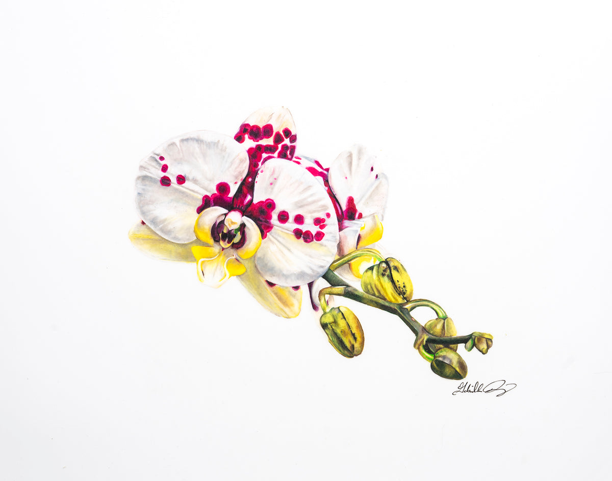Phal. Bellicose