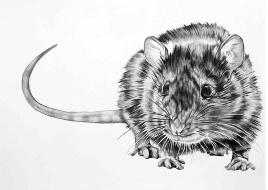 The Rat- Open Edition Print of Colored Pencil Drawing 