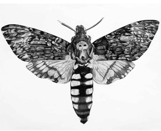 Death's Head Hawkmoth Open Edition Print