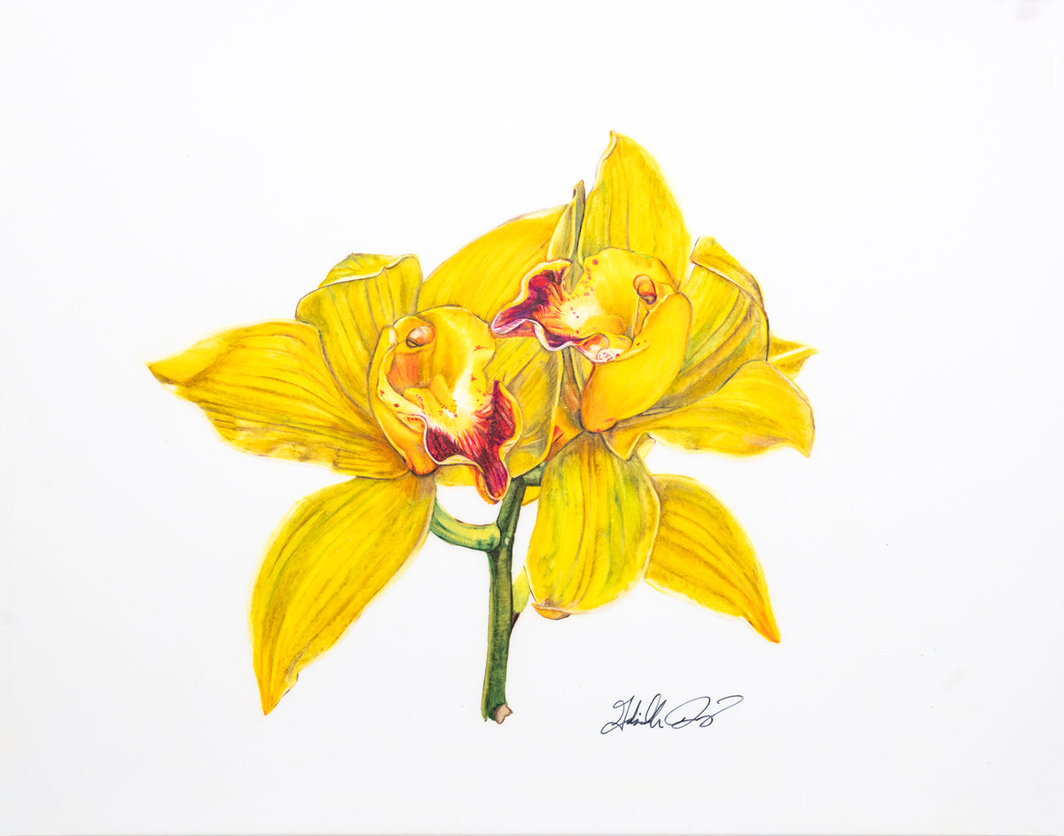Cymbidium Yellow