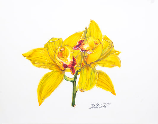Cymbidium Yellow