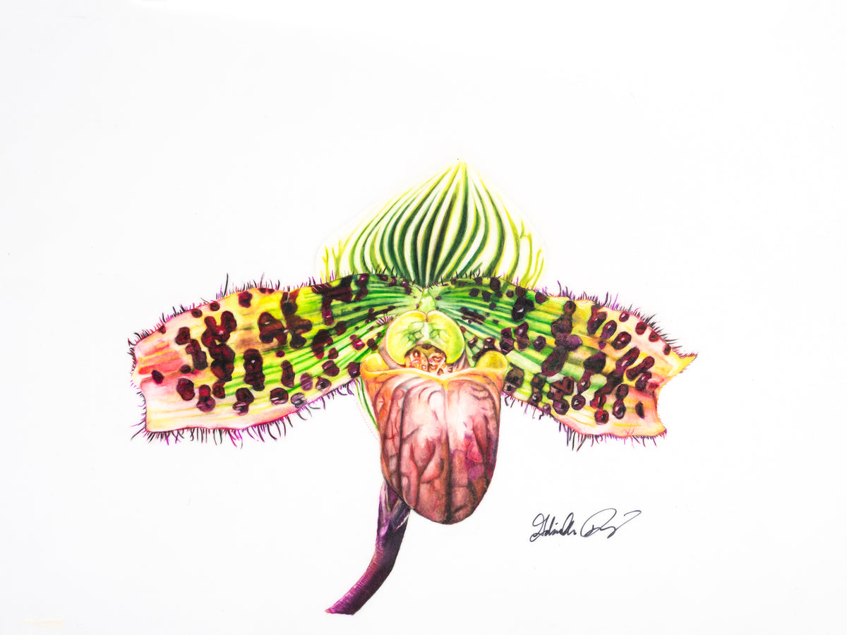 Paph. Sukhakulii