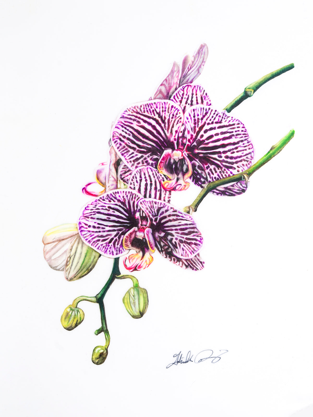 Phal. Black Stripes