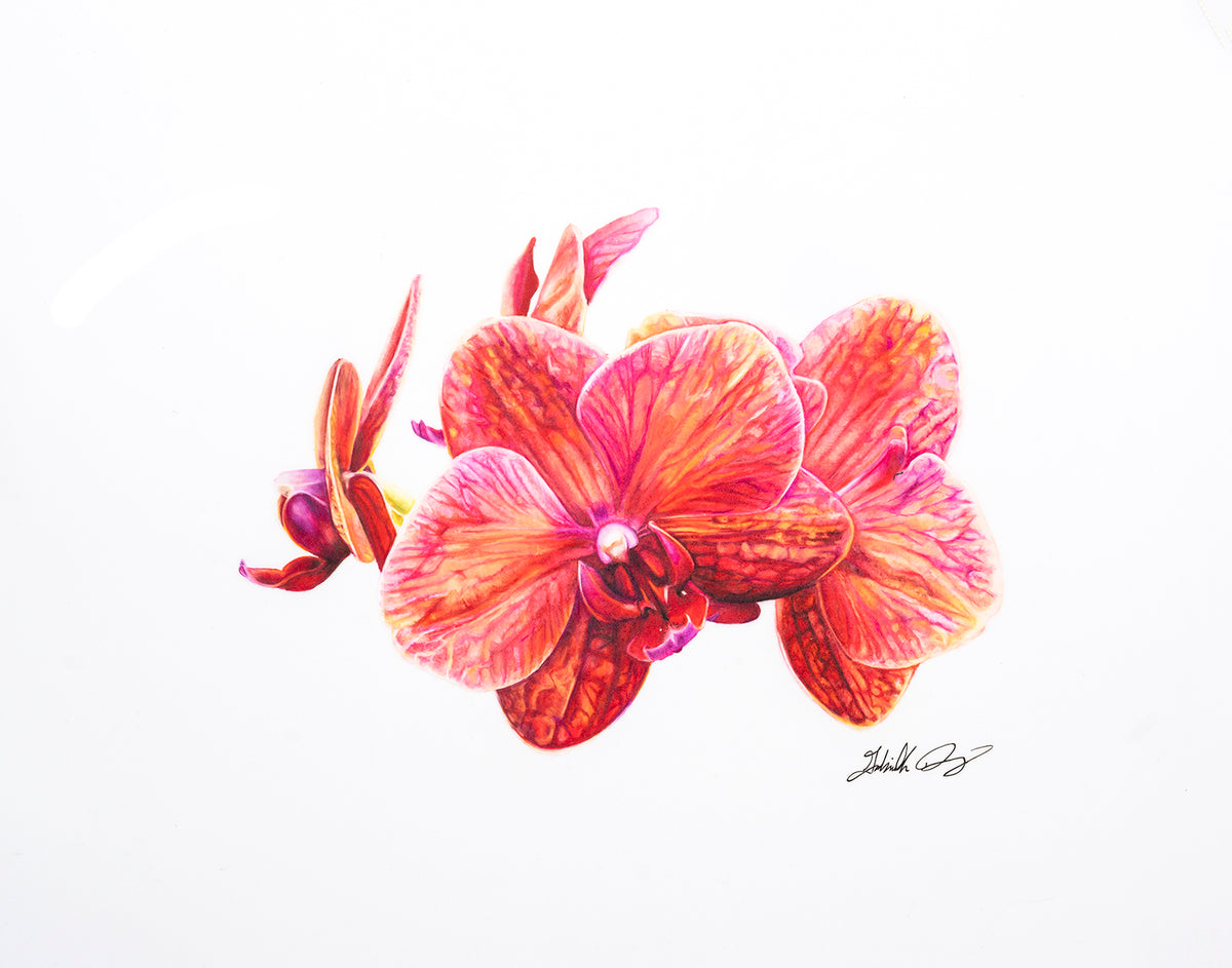 Phal. Surf Song