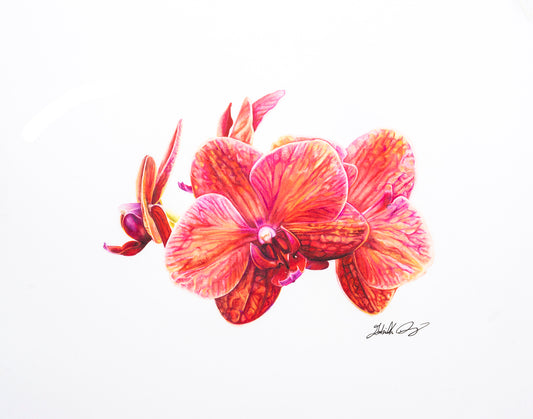 Phal. Surf Song