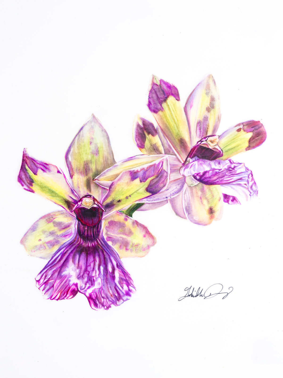 Zygopetalum Snow